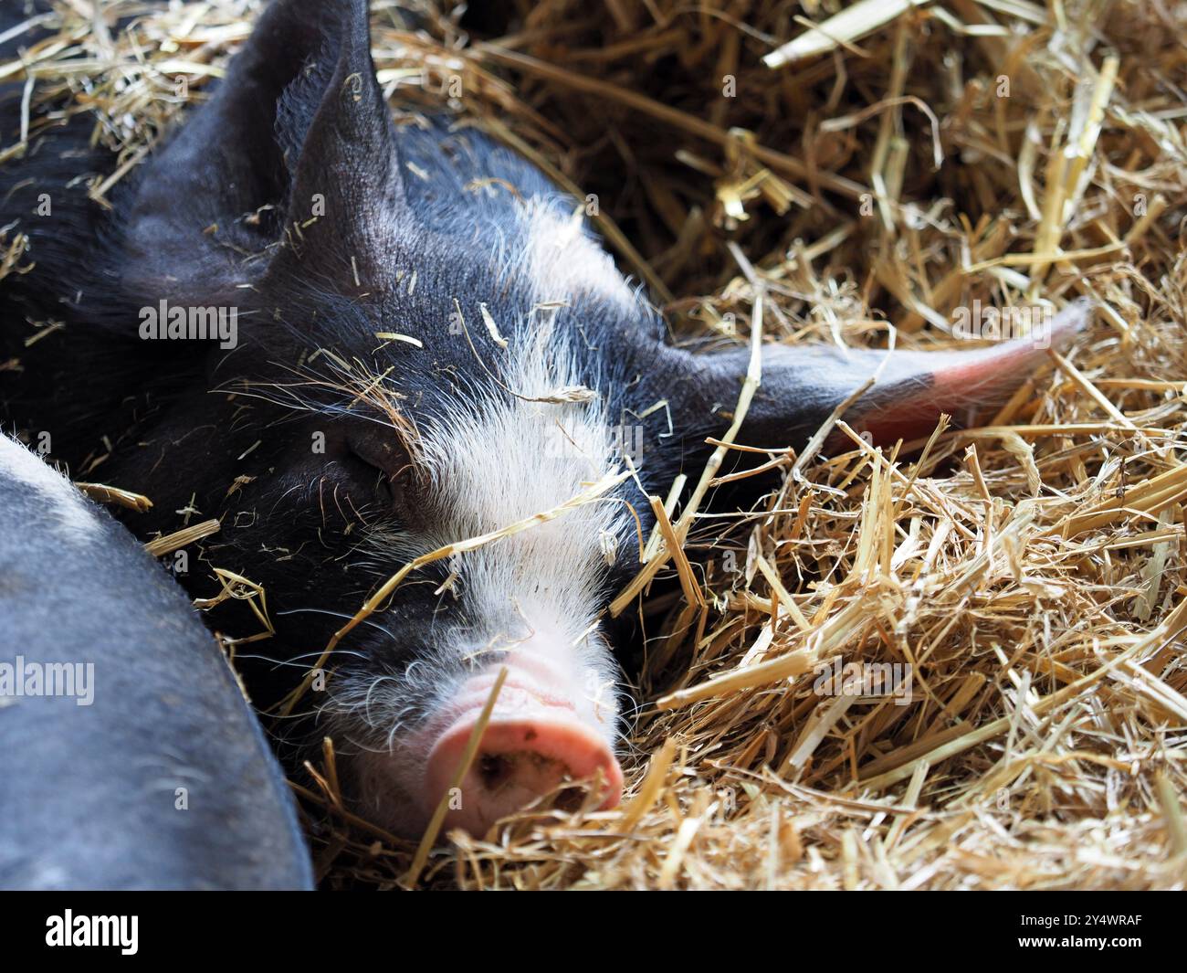 Oxford Sandy und schwarze Schweine Stockfoto