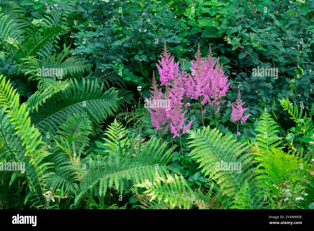 Chinesische astilbe blüht in den Englischen Gärten, Assiniboine Park, Winnipeg, Manitoba, Kanada. Stockfoto