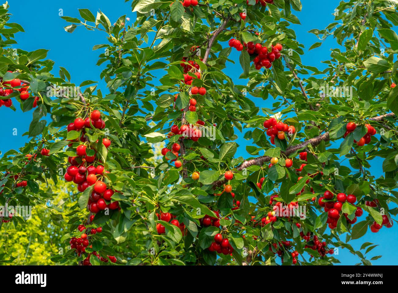 Saure Kirschfrucht auf einem Baum in einem Garten im Hinterhof in Winkler, Manitoba, Kanada. Stockfoto