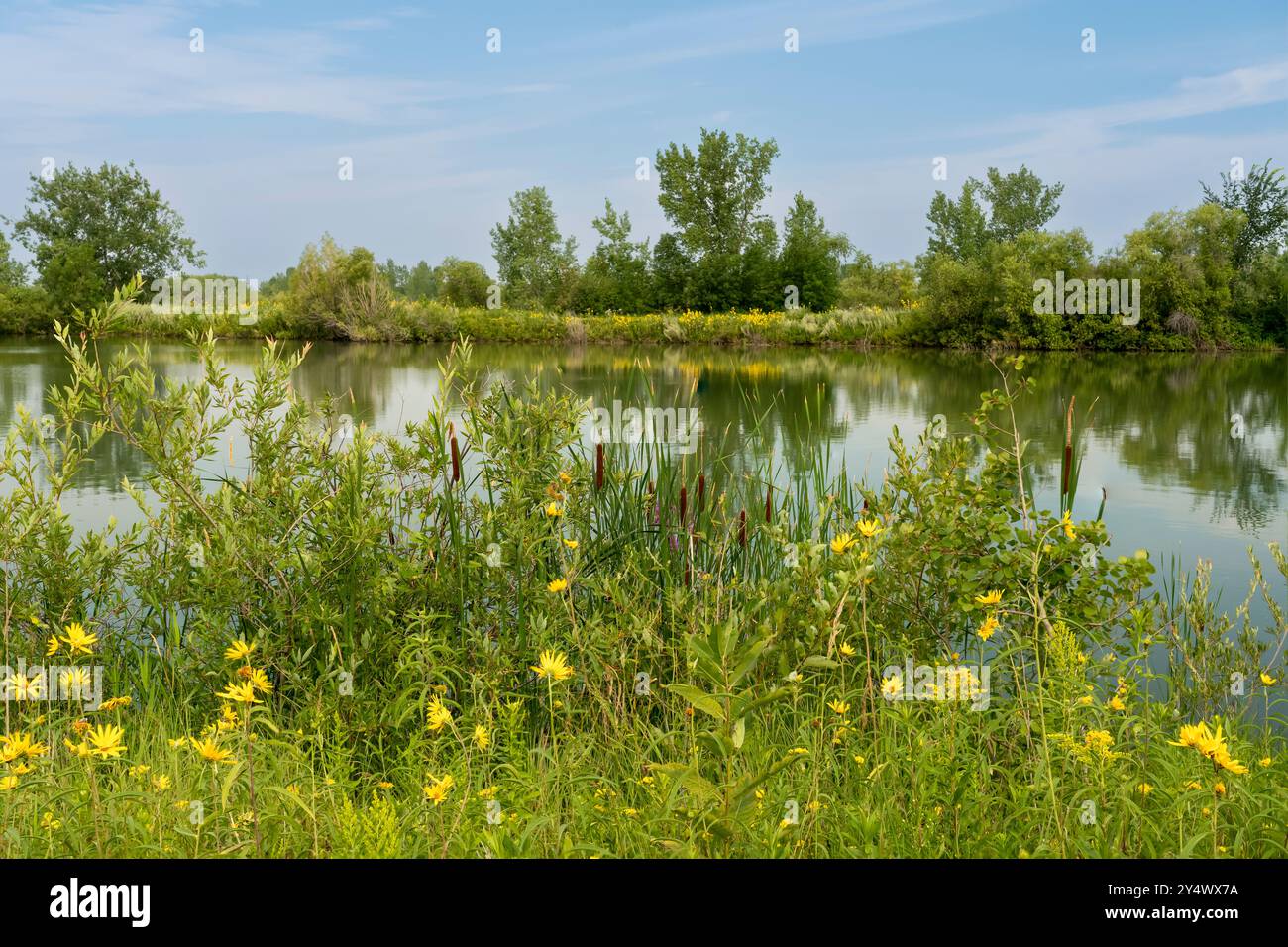 A wetlands pond at FortWhyte Alive, Winnipeg, Manitoba, Canada. Stockfoto