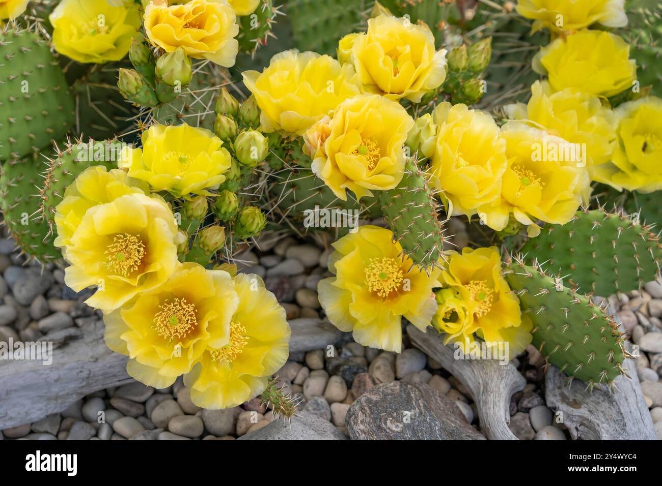 Ein gelber Kaktuskaktus blüht in einem Garten im Hinterhof in Winkler, Manitoba, Kanada. Stockfoto