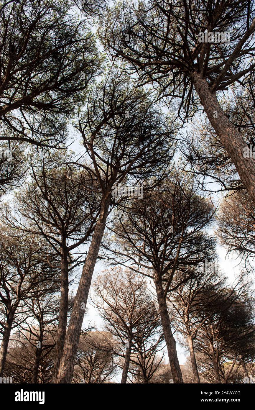 September 2024: Nettuno Rome, Italien: Pinewood, Torre Astura. © Andrea Sabbadini Stockfoto