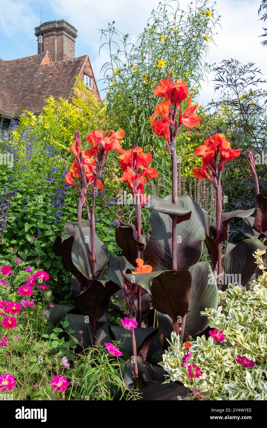 Canna Lilien an der Grenze bei Great Dixter, East Sussex, Großbritannien Stockfoto