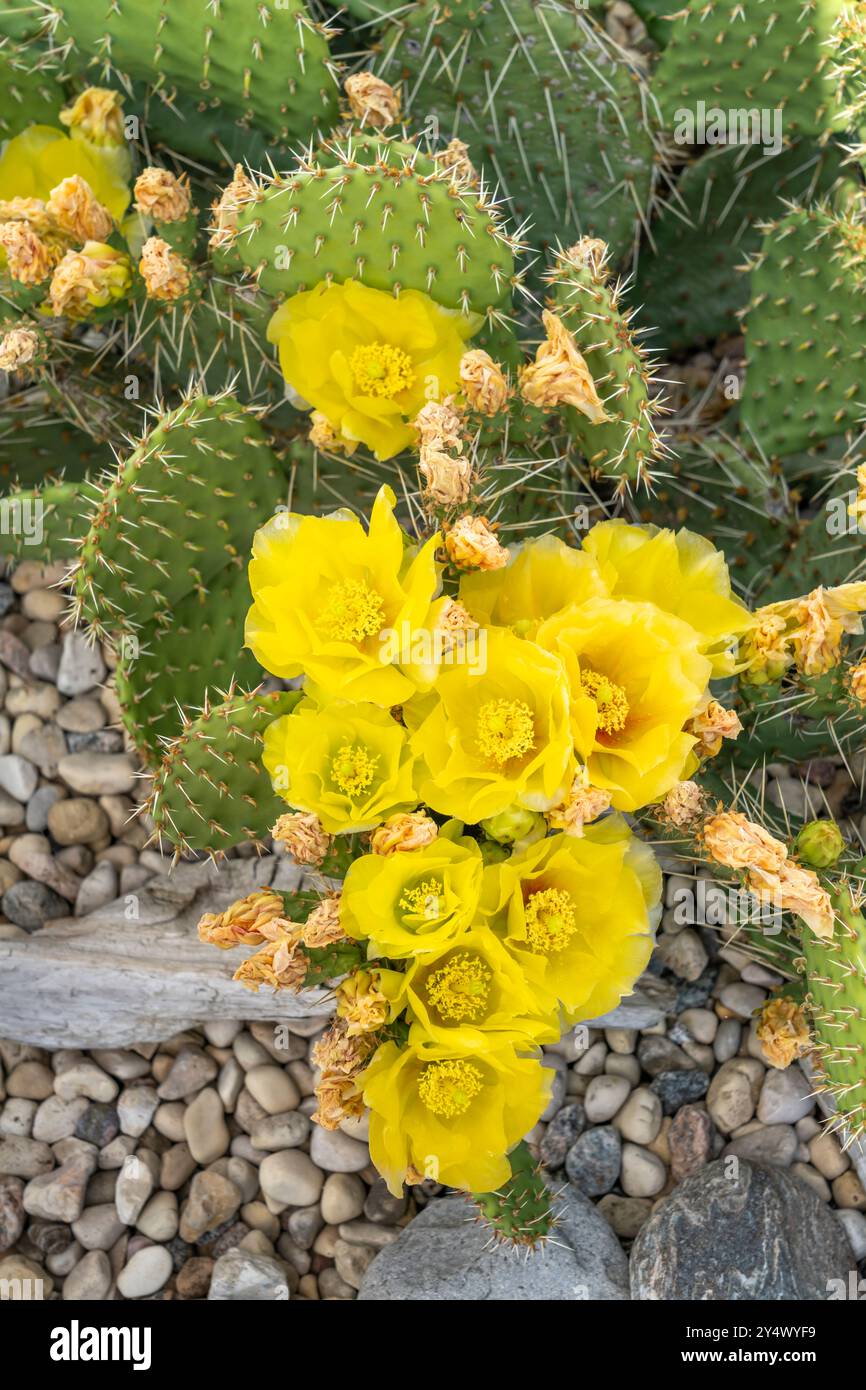 Ein gelber Kaktuskaktus blüht in einem Garten im Hinterhof in Winkler, Manitoba, Kanada. Stockfoto