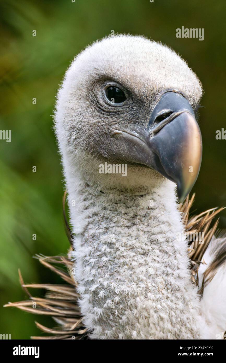 Gänsegeier ernährt sich von Aas. Häufig in Bergregionen in Europa, Nordafrika und Asien zu finden. Stockfoto