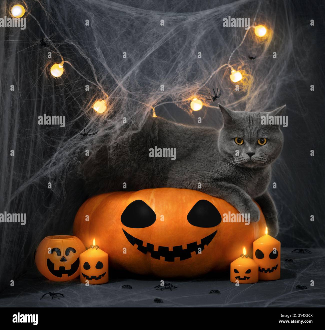 Britische Katze auf einem großen Kürbis. Halloween-Katze mit Kürbis, glühender Girlande und Kerzen auf dunklem Hintergrund mit Spinnweben. Stockfoto