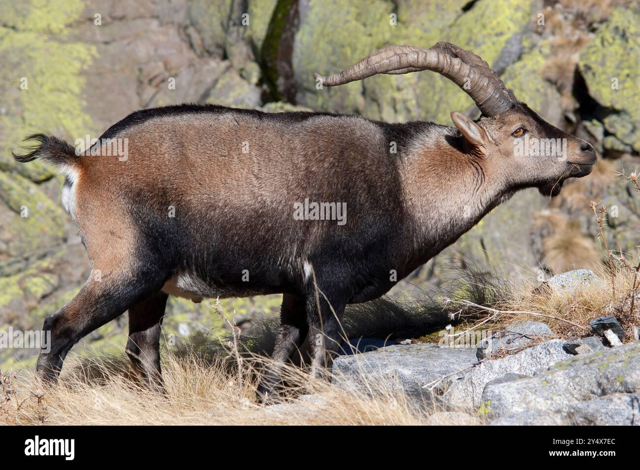 Spanischer Steinbock (Capra pyrenaica). Alter Mann in der Balz während der Furzsaison. Gredos Mountains, Avila, Castilla-Leon, Spanien Stockfoto