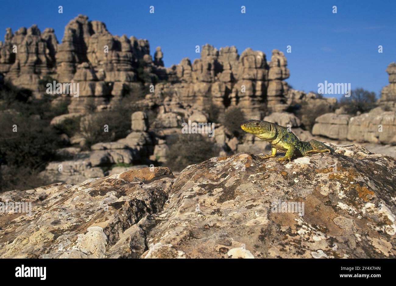 Ocellated Eidechse (Timon lepidus), die sich auf einem rcck im Naturpark Torcal de Antequera in der Provinz Málaga, Andalusien, Spanien, sonnt. Stockfoto
