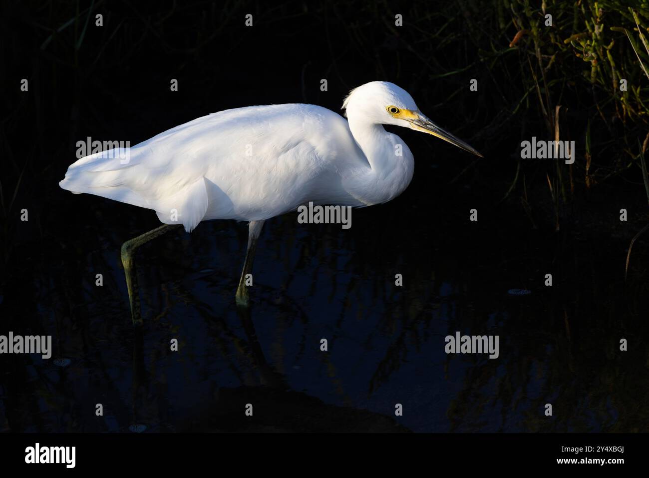 Eindrucksvolle dunkle Schatten auf tiefblauem Wasser erzeugen ein natürliches Spiel von Schwarz und weiß, wunderschöner Dunkelheit und glitzernden Federn, von Snow Egret, einem Eleganen Stockfoto