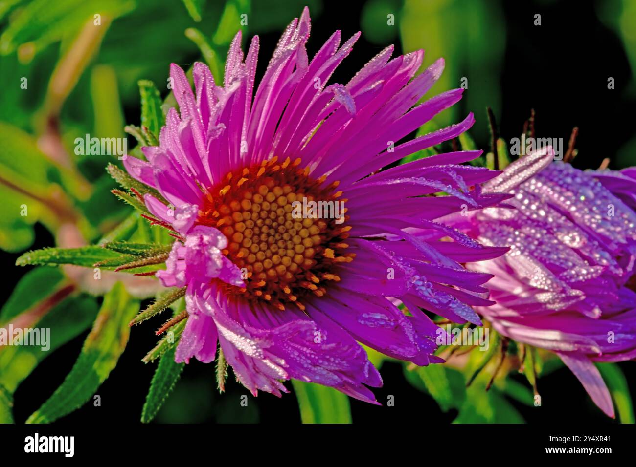 New England Aster in der Morgensonne Stockfoto