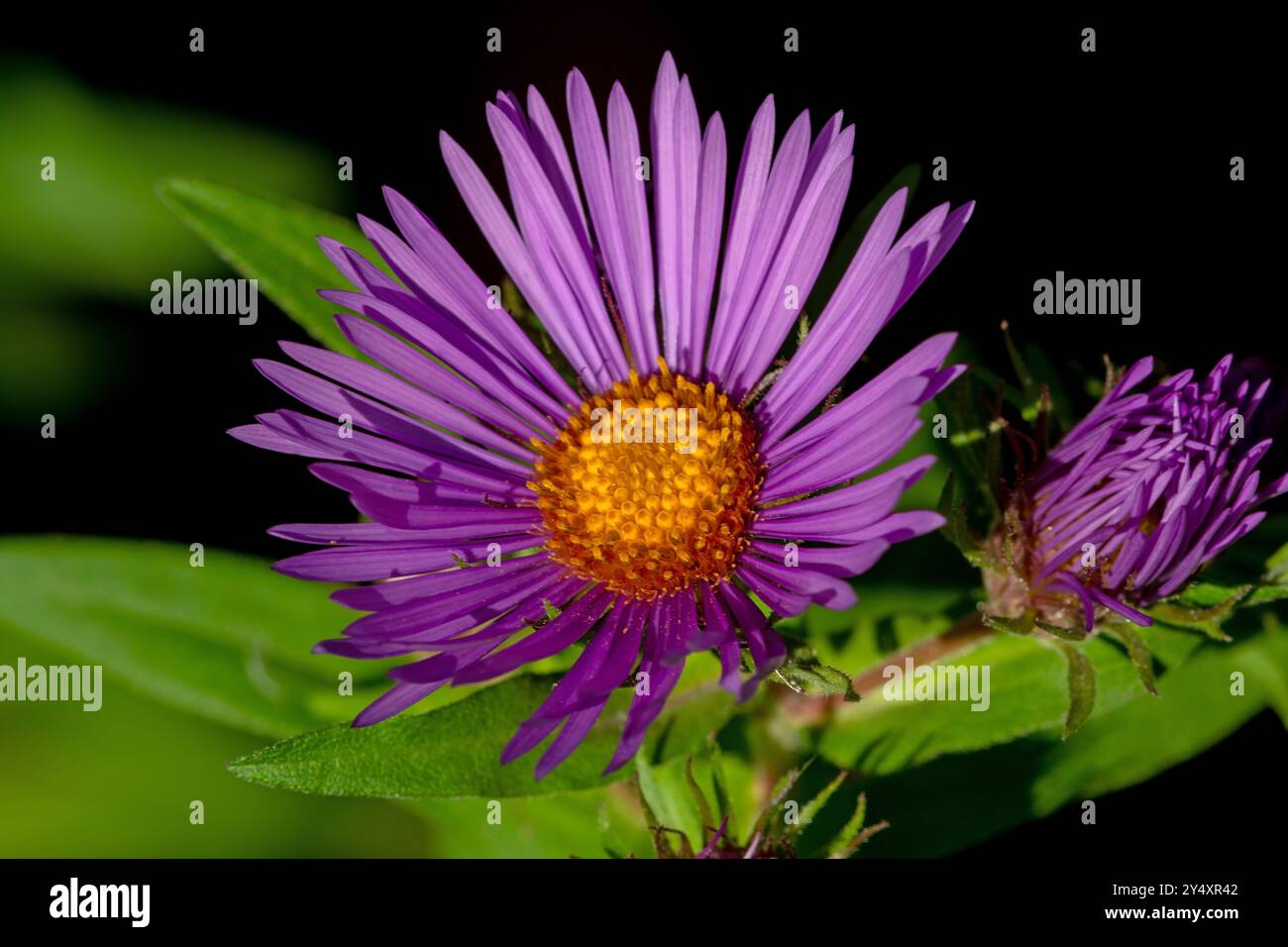 New England Aster in der Morgensonne Stockfoto