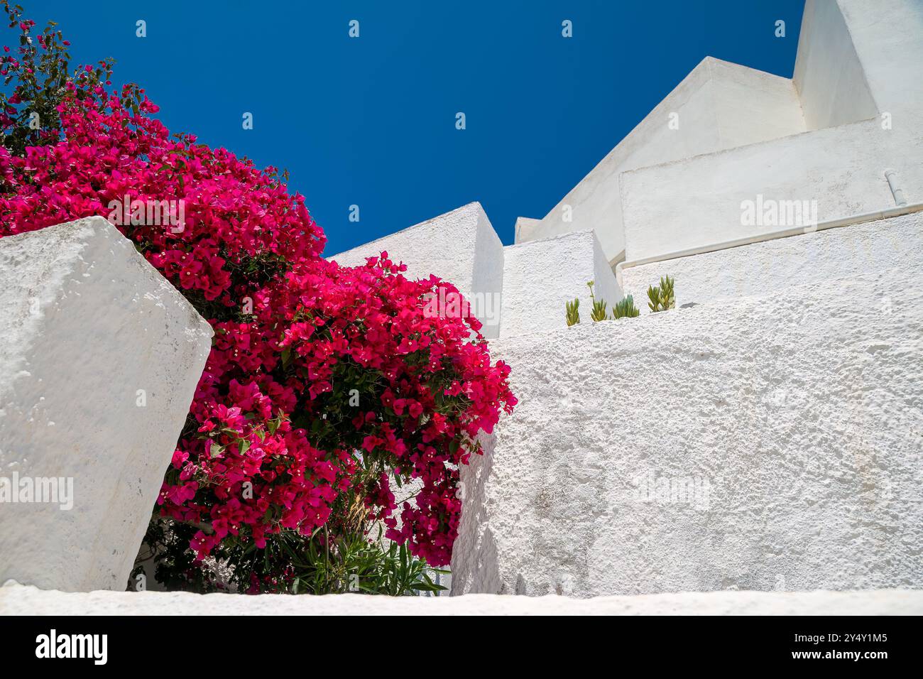 Der Rhythmus traditioneller griechischer weiß getünchter Hauswände mit einem Bougainvillea-Busch im Vordergrund Stockfoto