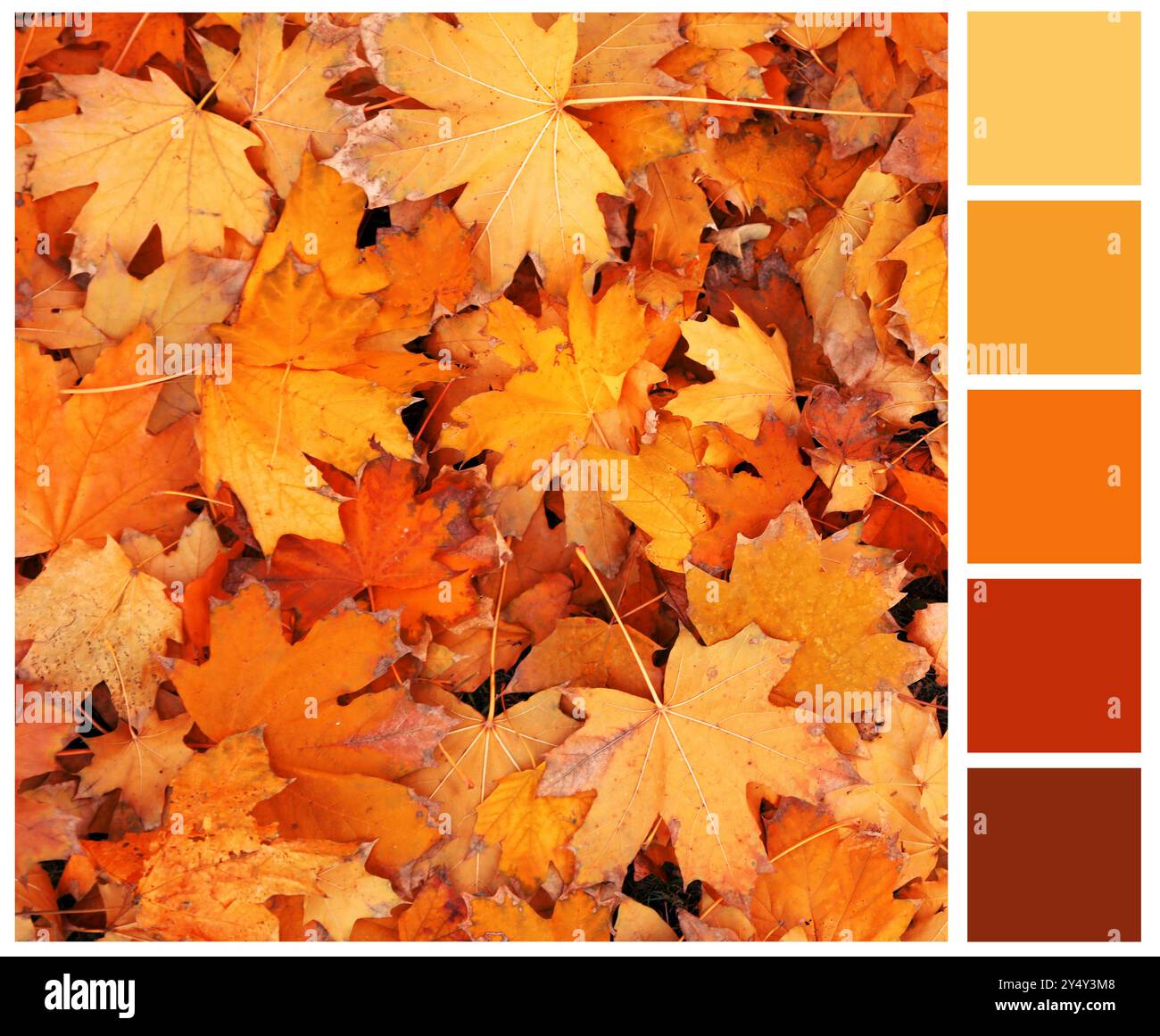 Schatten des Herbstes. Bild der Herbstblätter und passende Farbpalette Stockfoto