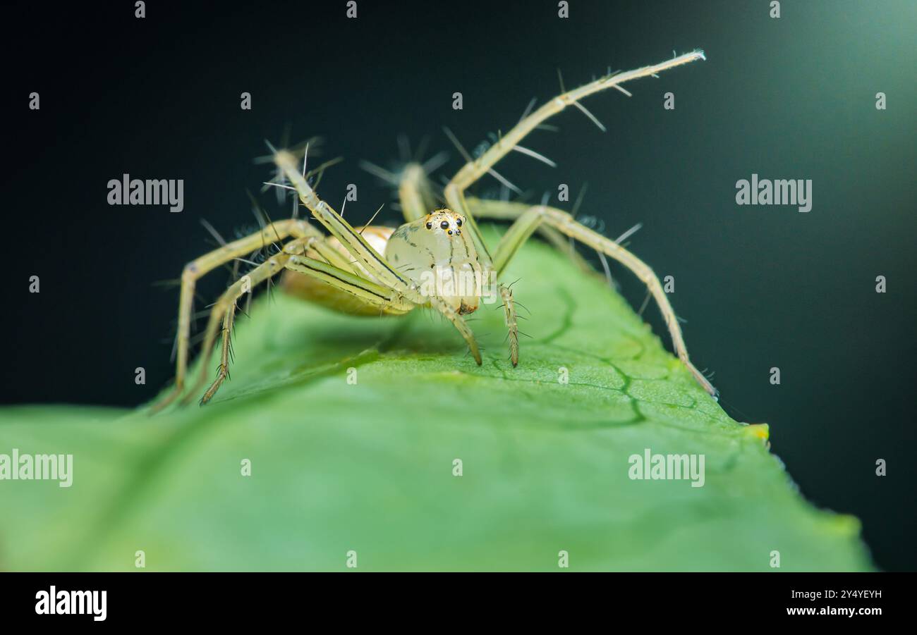 Lynx Spider steht auf einem grünen Blatt in einer Makrofotografie mit einem unscharfen dunkelgrünen Hintergrund. Stockfoto