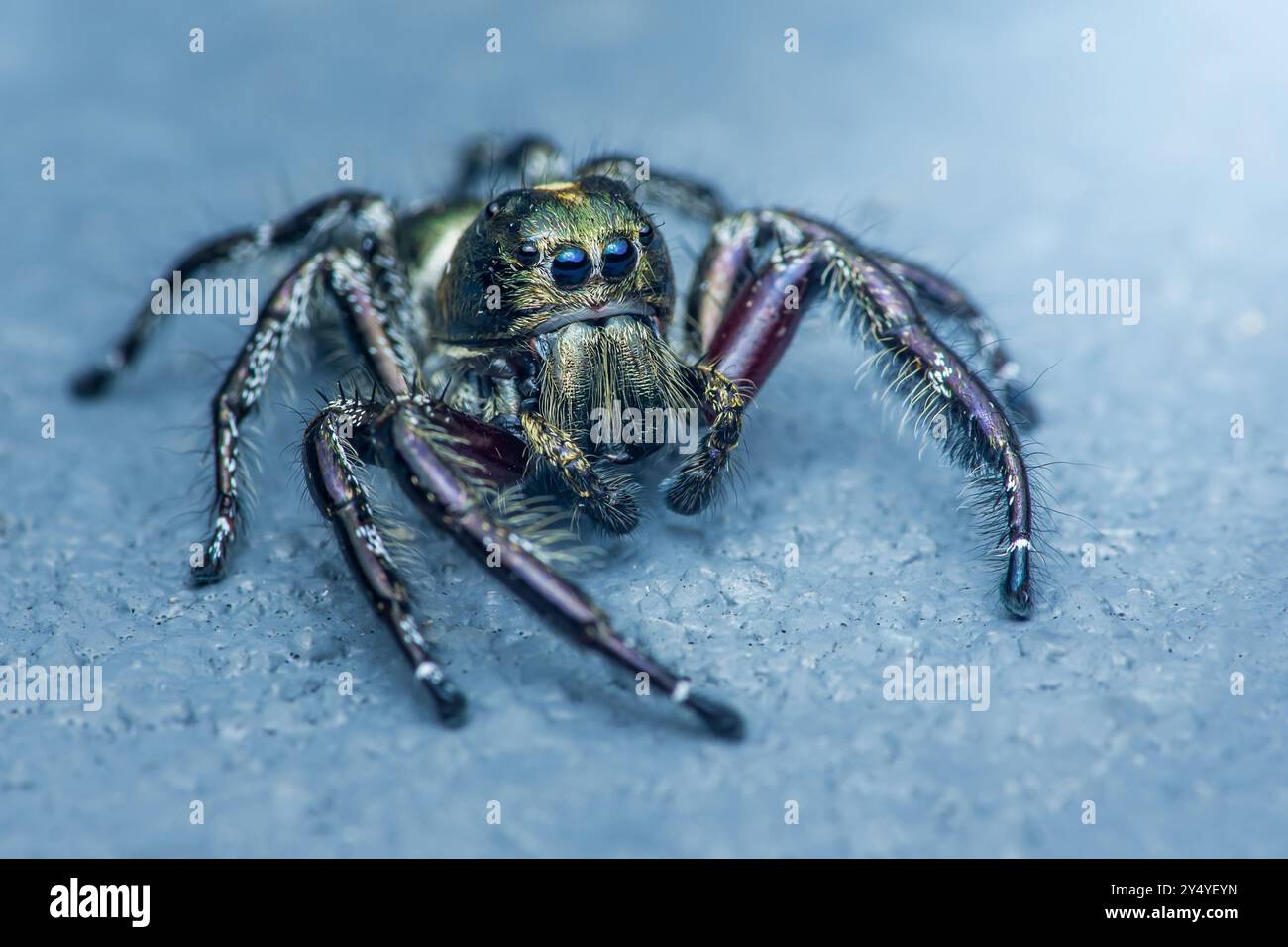 Springende Spinne mit schillernden Beinen und großen Augen, die auf einer strukturierten blauen Oberfläche stehen. Stockfoto