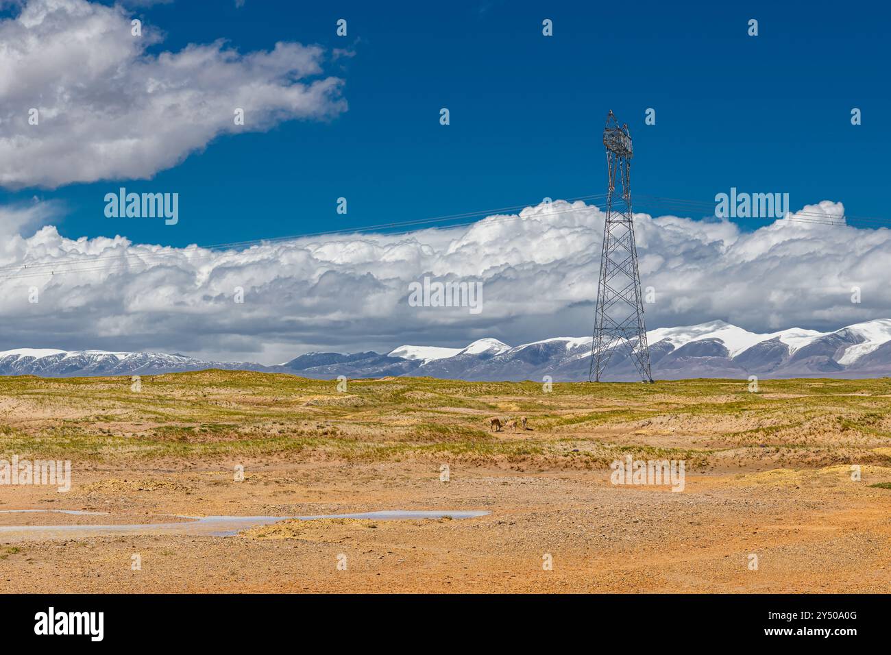 Eine Gruppe wilder tibetischer Antilopen auf dem Qinghai-Tibet-Plateau mit der Kunlun Snow Mountain Range als Hintergrund. Gedreht bei Sonnenuntergang im Wild Yak Valle Stockfoto