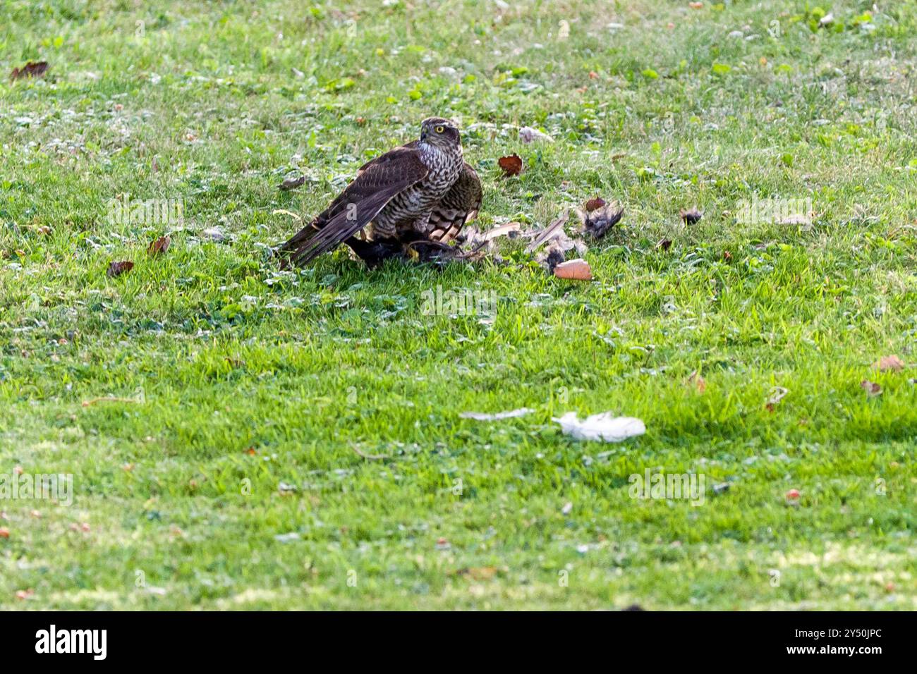 Habicht in urbaner Umgebung mit einer erbeuteten Drossel 20240920ad274 Habicht Astur gentilis, Synonym: Accipiter gentilis ist ein Greifvogel Vogel Vögel urbane Bevölkerung Beutetier Drossel Beutegreifer, Drossel, Falkenartige, Federn, Greifvogel, Habicht, Jagd, Jagdverhalten, Raubvogel, Stadtökologie, Stadtbevölkerung, Urban, urbaner Lebensraum, Vögel, Wildvögel, Wildtier Wadersloh Nordrhein-Westfalen NRW Deutschland *** Goshawk im urbanen Umfeld mit einer Beutedrossel 20240920ad274 Goshawk Astur gentilis, Synonym Accipiter gentilis ist ein Raubvogel urbaner po Stockfoto