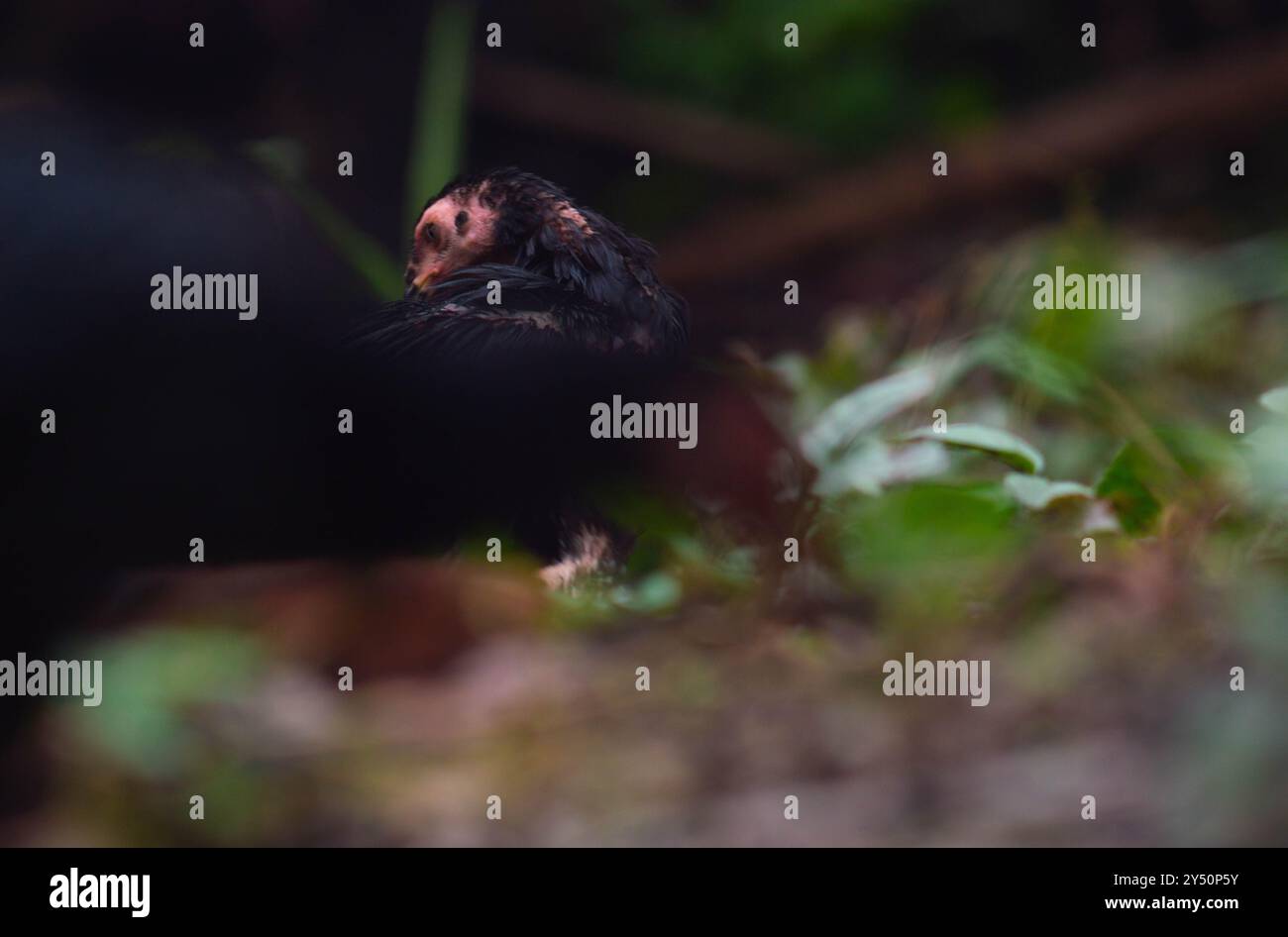 Hühnerküken sind nach dem Regen nass und kalt Stockfoto