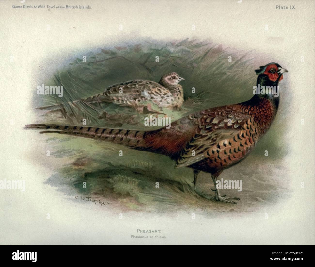 Fasan (Phasianus colchicus) aus den Game Birds and Wild Fowl of the British Islands, von Charles Dixon, illustriert von Charles Whymper. [Pawson & Brailsford, Sheffield, 1900] Stockfoto