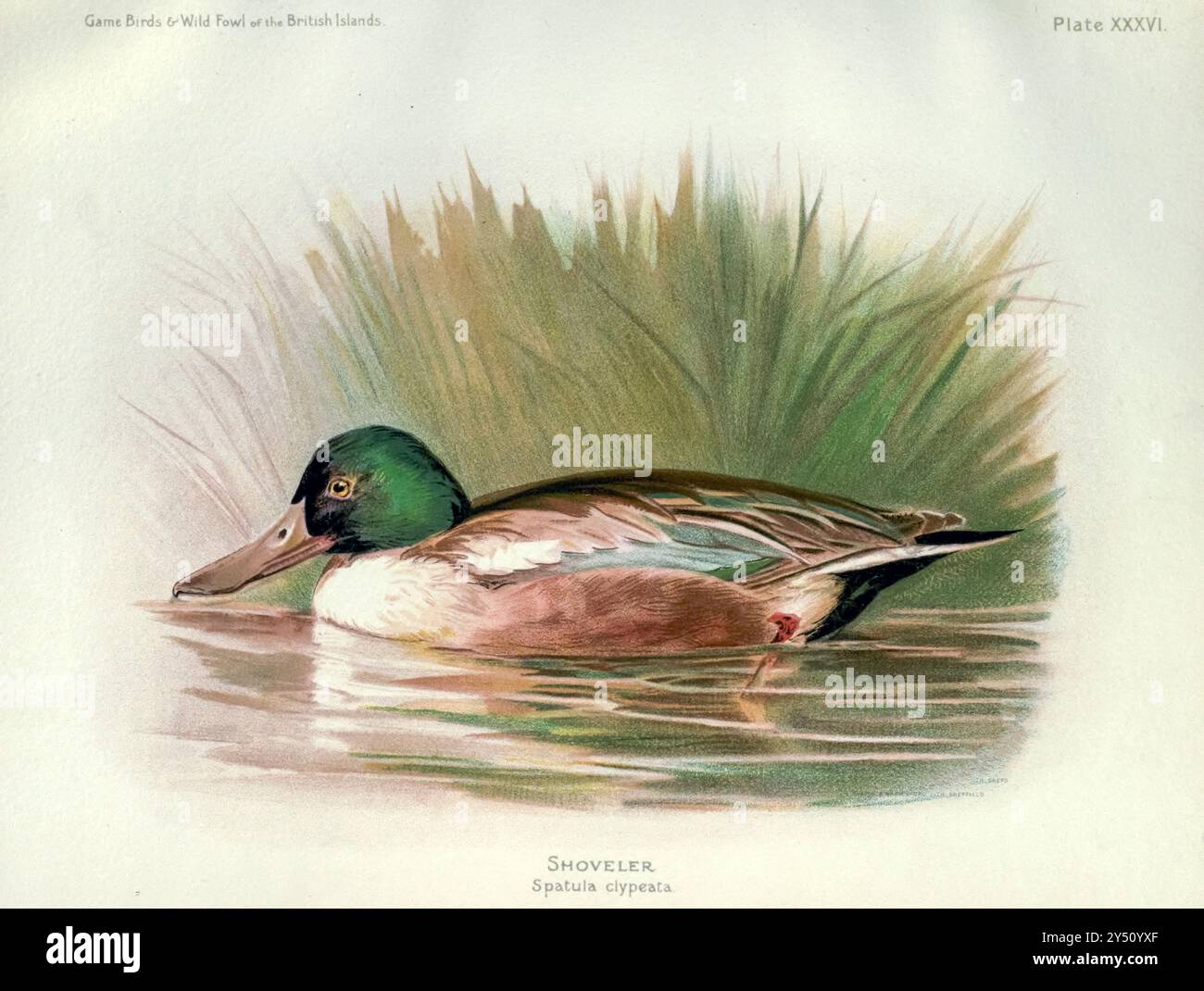 Northern Shoveler (Spatula clypeata) aus dem Game Birds and Wild Fowl of the British Islands, von Charles Dixon, illustriert von Charles Whymper. [Pawson & Brailsford, Sheffield, 1900] Stockfoto