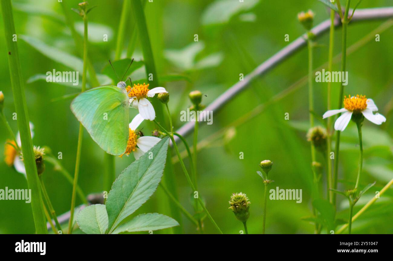Schmetterlinge auf blühenden Biden Alba Blumen Stockfoto