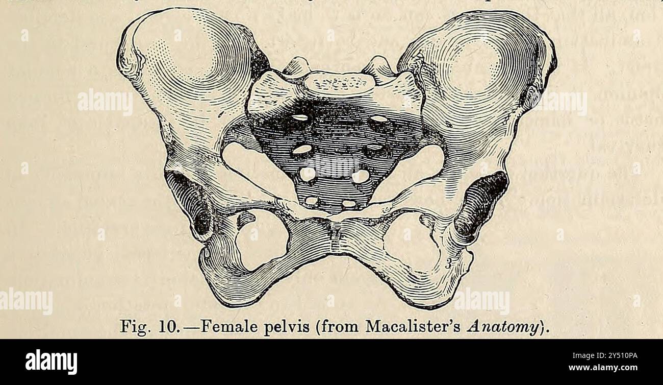 Weibliches Becken aus der Forensischen Medizin und Toxikologie von Mann, J. Dixon (John Dixon), 1840-1912 Publikationsdatum 1898 veröffentlicht von Charles Griffin Stockfoto