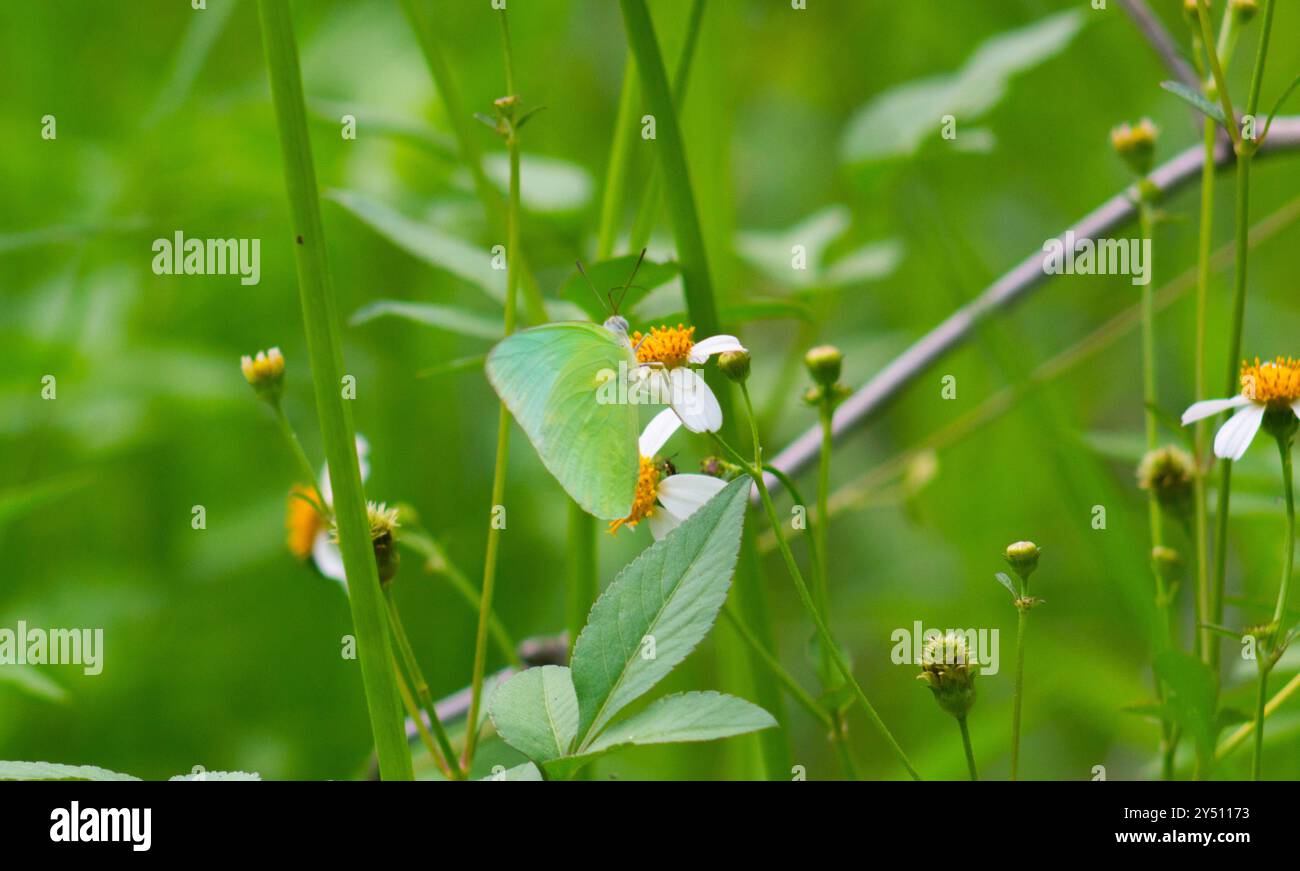 Schmetterlinge auf blühenden Biden Alba Blumen Stockfoto