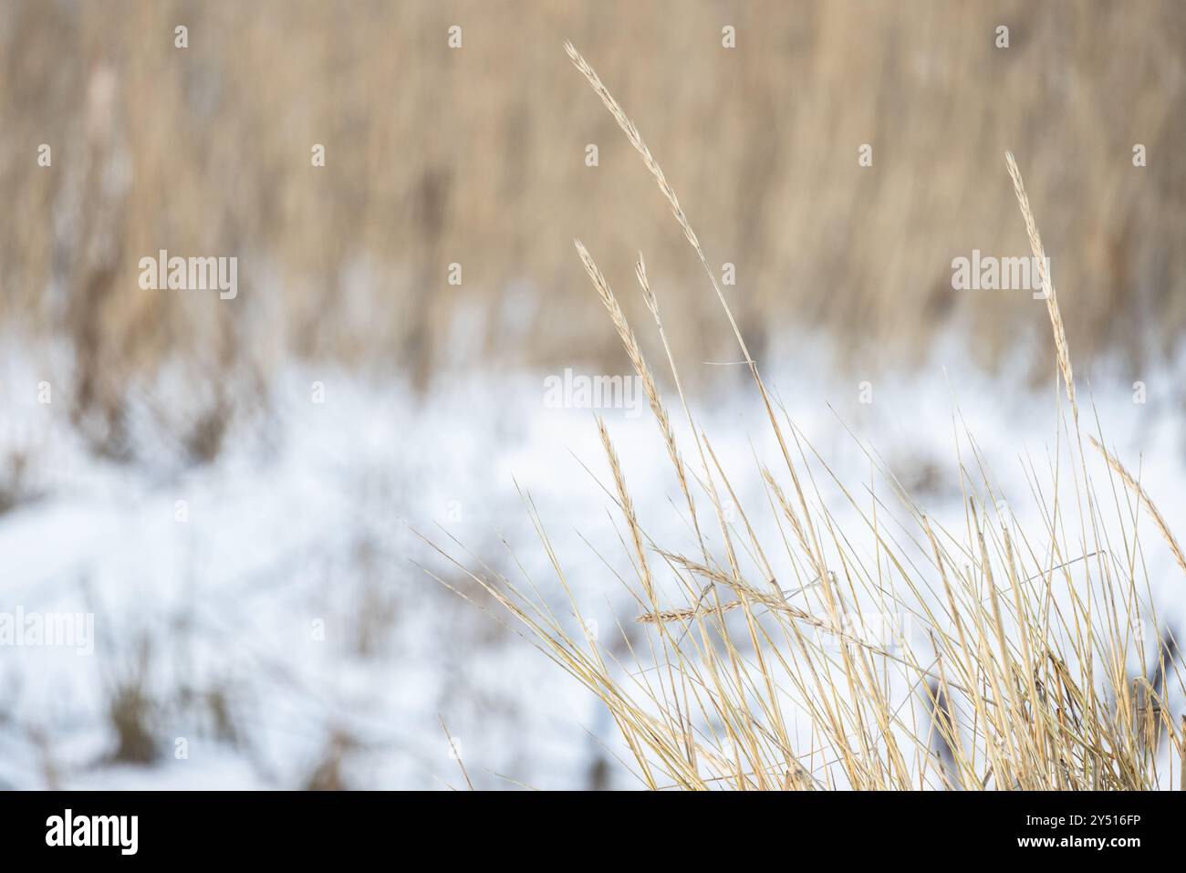 Trockene Ohren von Leymus arenarius sind auf verschwommenem weißen Schneehintergrund, natürliches Hintergrundfoto Stockfoto