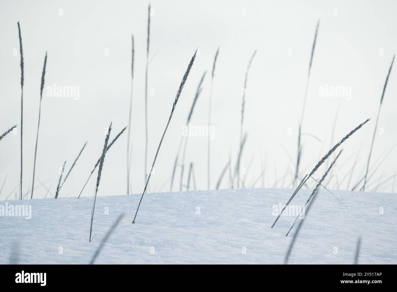 Trockene Ohren von Küstengras stehen an einem Wintertag im weißen Schnee, natürliche blaue Hintergrundfotografie. Leymus arenarius Stockfoto