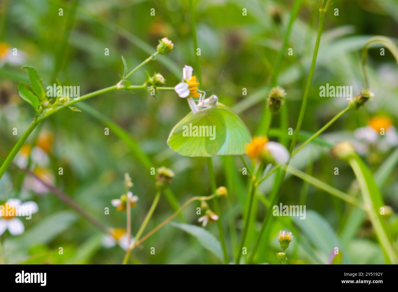 Schmetterlinge auf blühenden Biden Alba Blumen Stockfoto