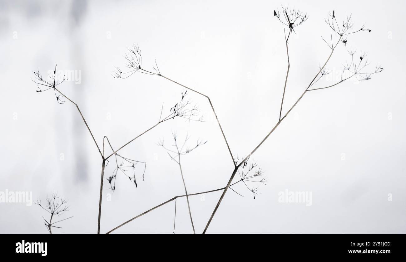 Gefrorene, trockene Blüten von gemahlenem Holunder sind auf einem unscharfen weißen Schneehintergrund, natürliches Foto an einem kalten Wintertag. Aegopodium podagraria Stockfoto