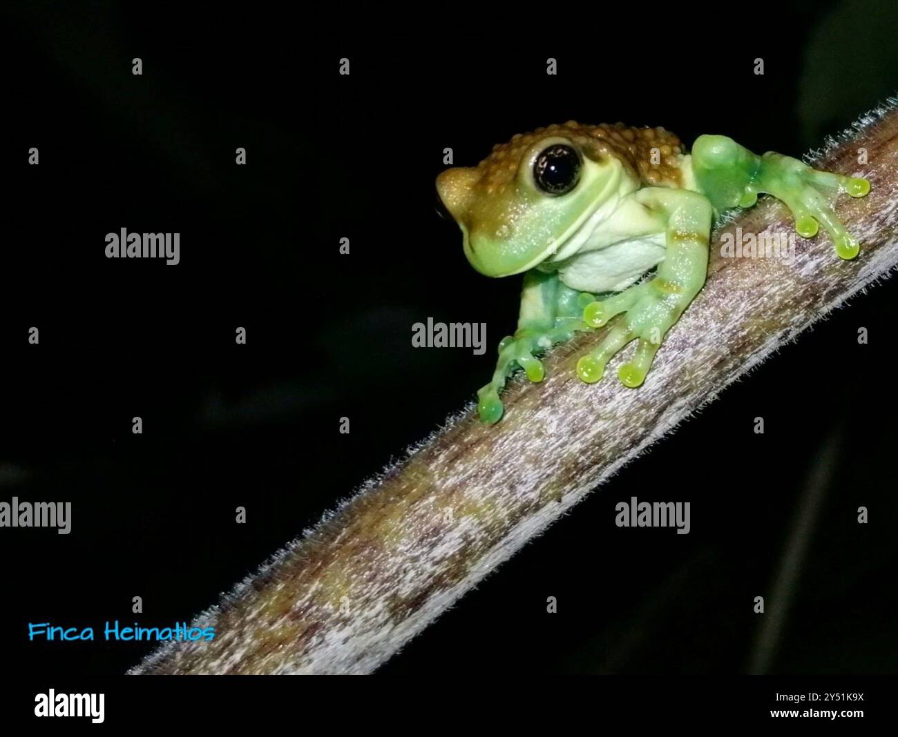 Amazonasmilchfrosch (Trachycephalus macrotis) Amphibia Stockfoto