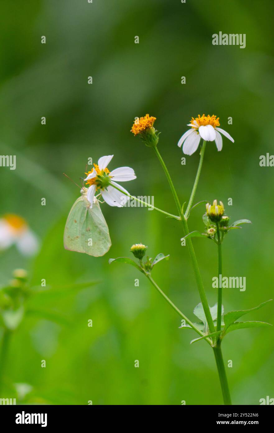Schmetterlinge auf blühenden Biden Alba Blumen Stockfoto