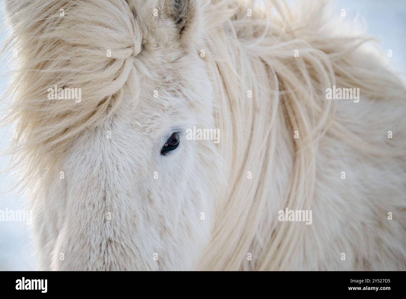 Weißes Pferd mit weichem Fell im Winter Stockfoto