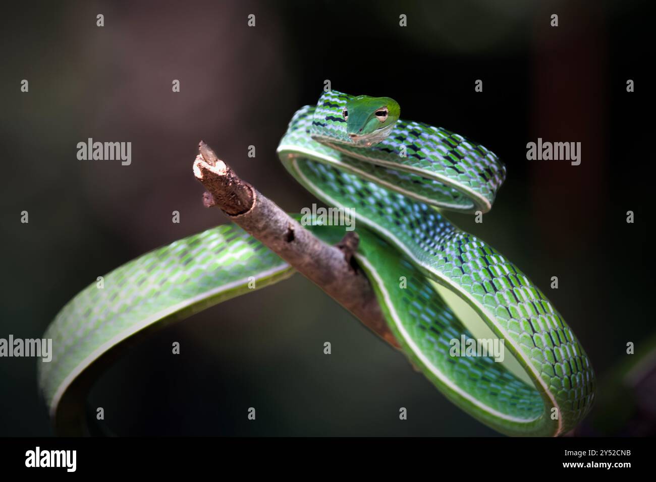 Asiatische Weinstock Schlange (Ahaetulla prasina) Stockfoto