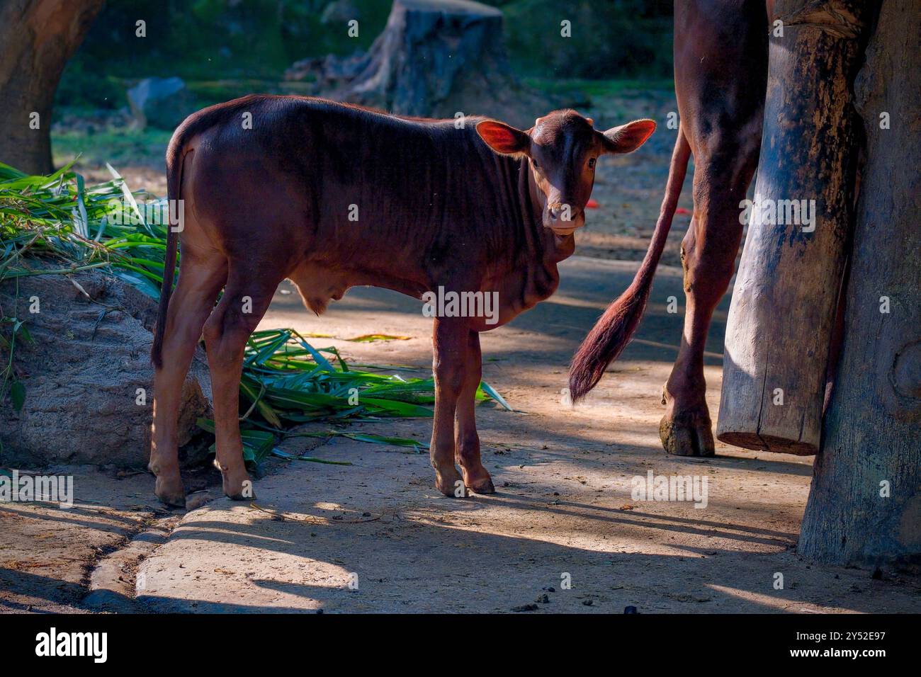 watusi Kühe auf der Prärie Stockfoto