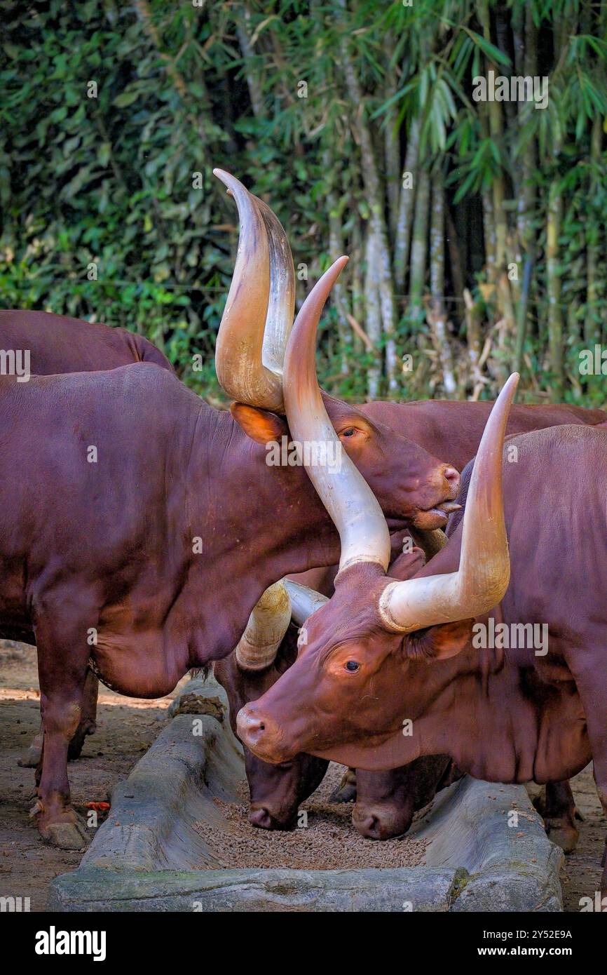 watusi Kühe auf der Prärie Stockfoto