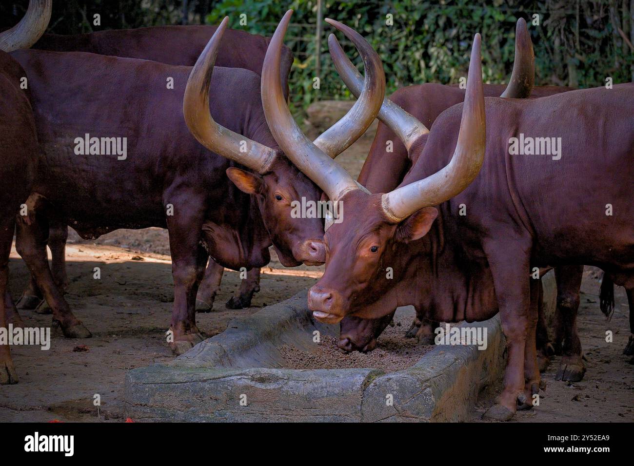 watusi Kühe auf der Prärie Stockfoto