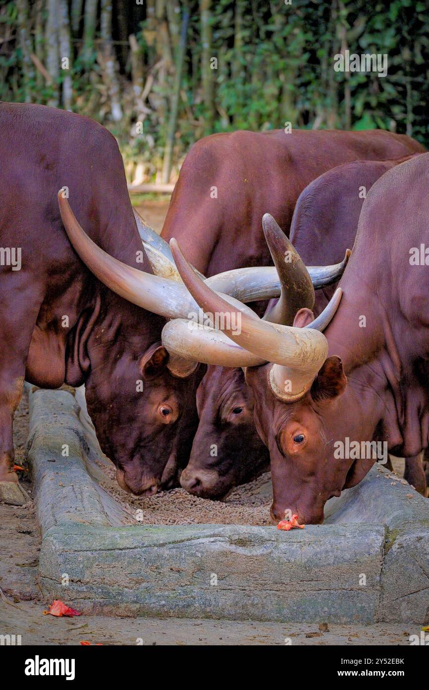 watusi Kühe auf der Prärie Stockfoto