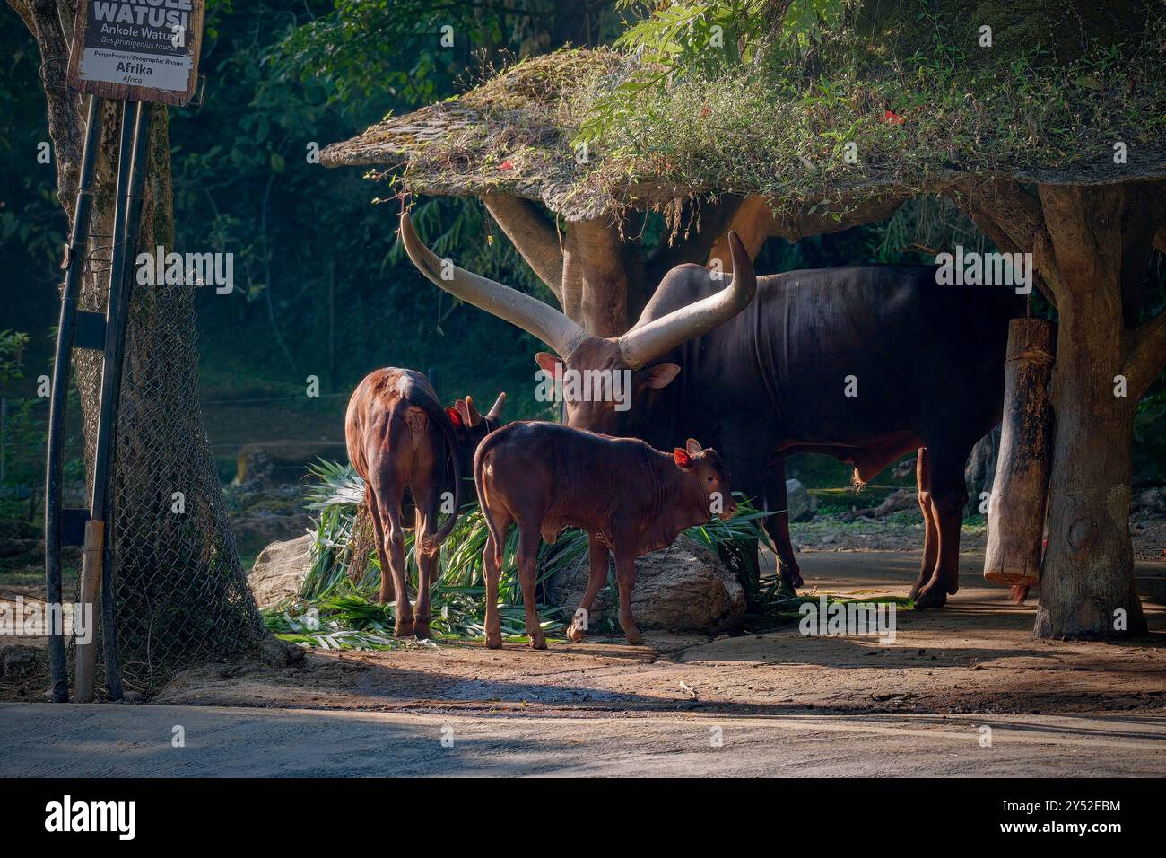 watusi Kühe auf der Prärie Stockfoto