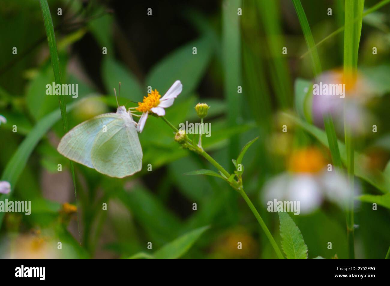 Schmetterlinge auf blühenden Biden Alba Blumen Stockfoto