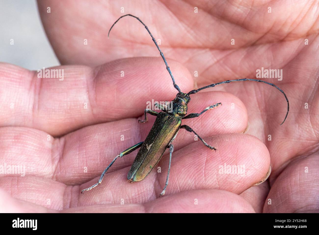 Moschuskäfer (Aromia moschata), ein metallischer grüner Langhornkäfer, Hampshire, England, Großbritannien Stockfoto