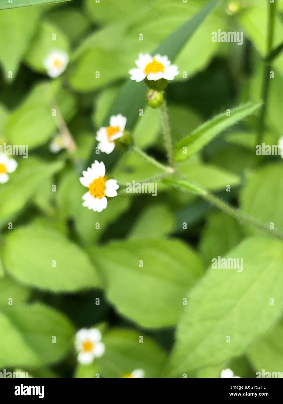 shaggy Soldat (Galinsoga quadriradiata) Plantae Stockfoto