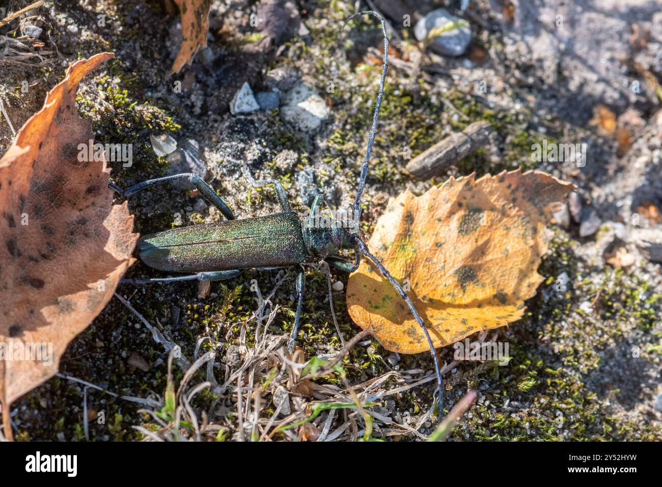 Moschuskäfer (Aromia moschata), ein metallischer grüner Langhornkäfer, Hampshire, England, Großbritannien Stockfoto