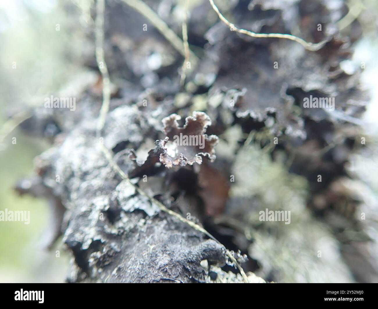 Verschiedene Ragenflechten (Platismatia glauca) Pilze Stockfoto