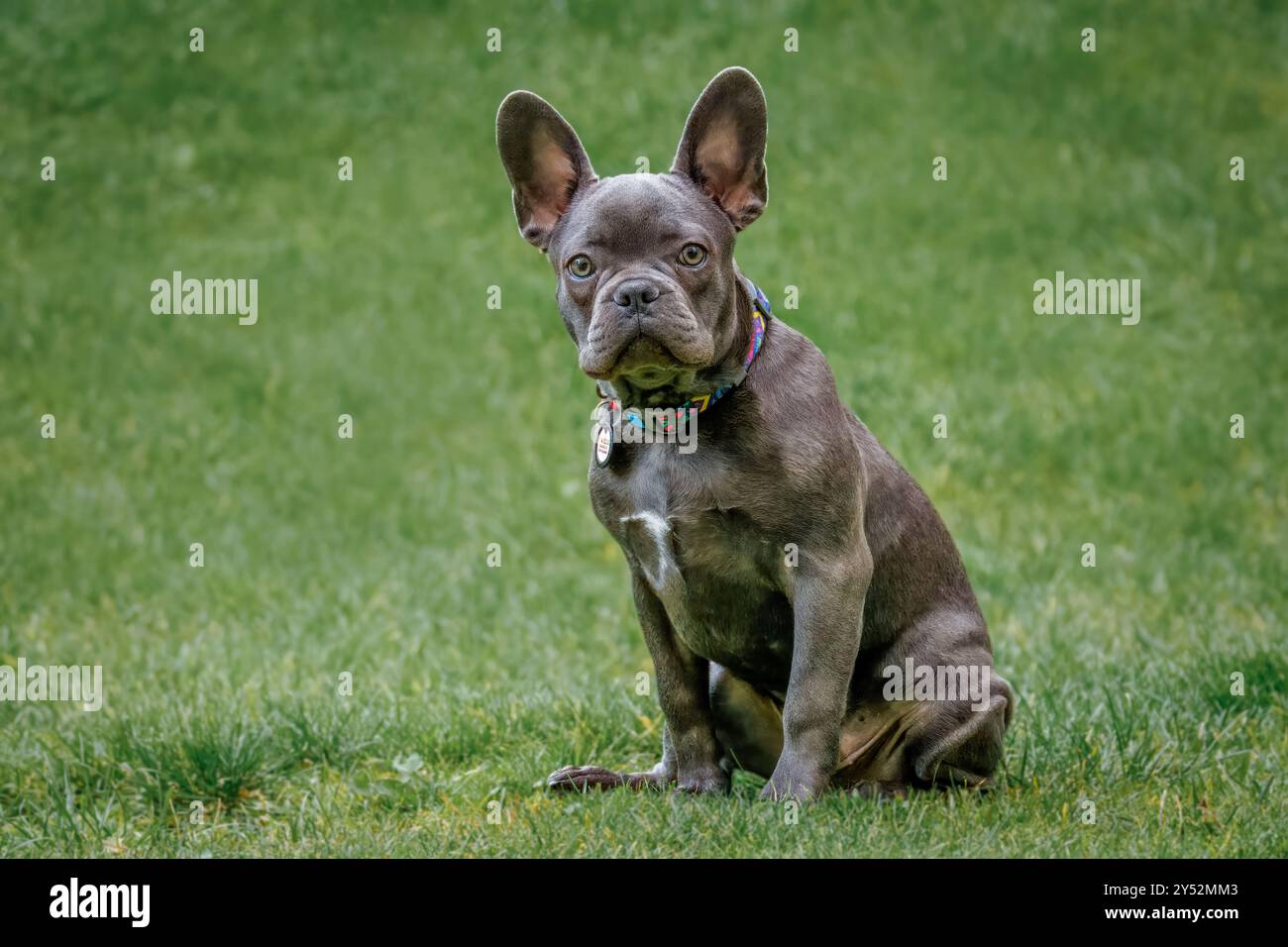 Ein junger französischer Bulldogge sitzt auf dem grünen Gras Stockfoto