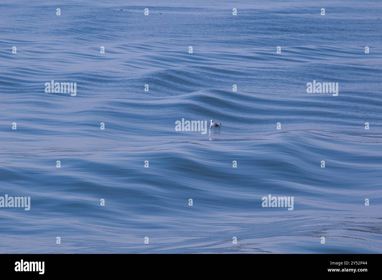 Bodensee, Möwe schwimmt auf sanften Wellen *** Bodensee, Möwe schwimmt auf sanften Wellen Stockfoto