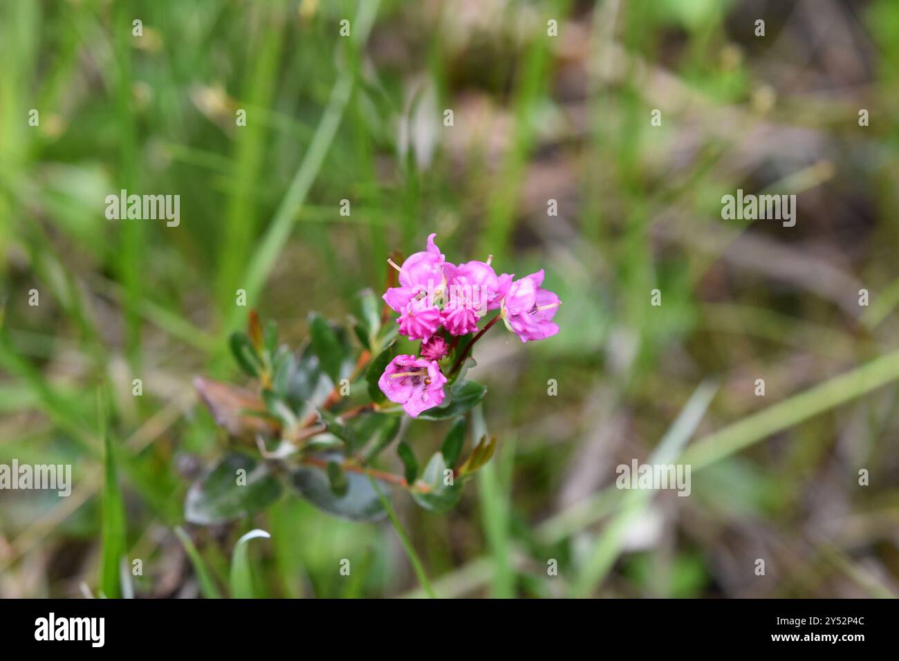 Westlicher Bog Laurel (Kalmia microphylla) Plantae Stockfoto