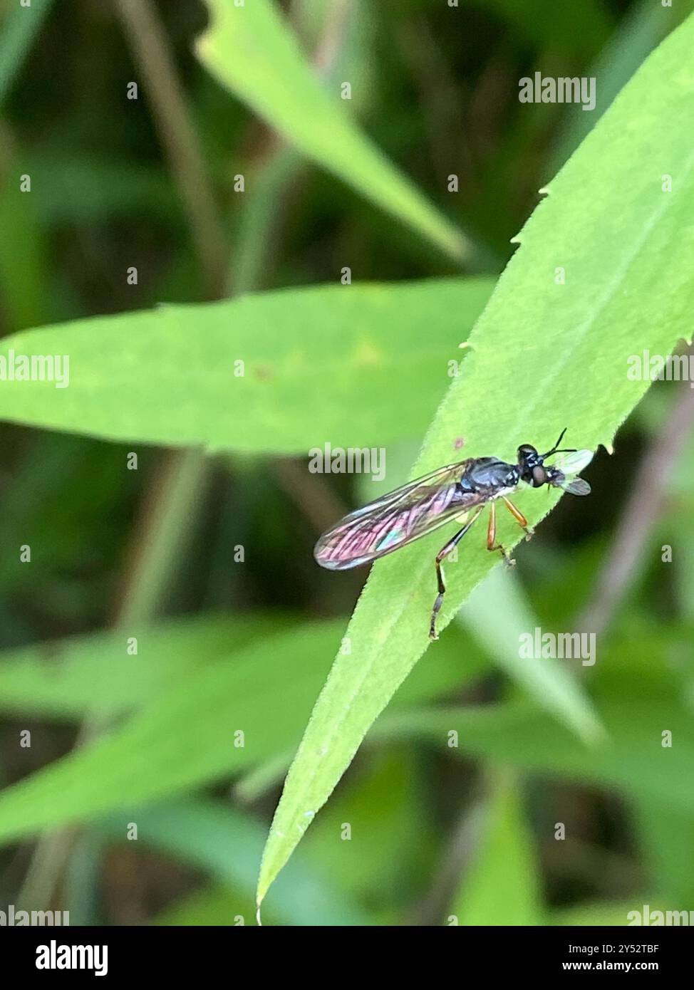 Streifenbeinige Räuberfliege (Dioctria hyalipennis) Insecta Stockfoto