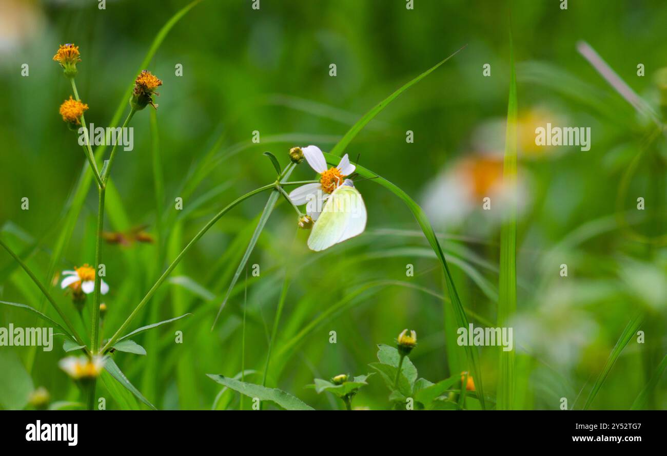 Schmetterlinge auf blühenden Biden Alba Blumen Stockfoto